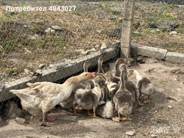 Продавам домашни гъсета на 1 месец и женска гъска майка, снимка 7 - Патици и гъски - 54728196