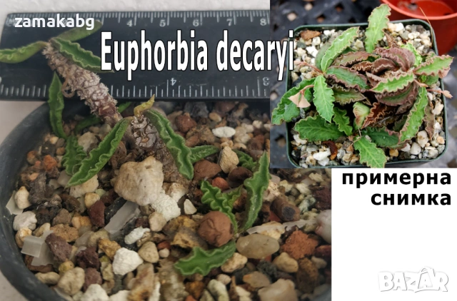 Еуфорбия, декарова млечка (Euphorbia decaryi), сукулентно растение