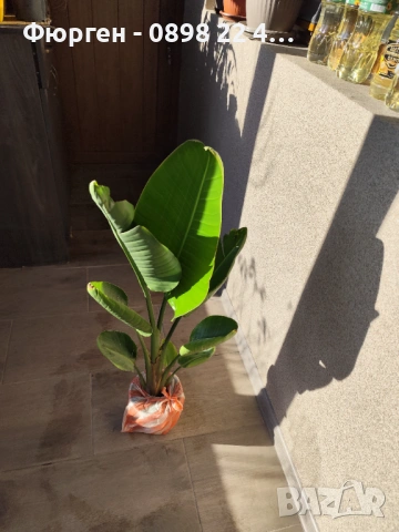 Стрелиция Налични 2 вида, снимка 7 - Разсади - 47241883