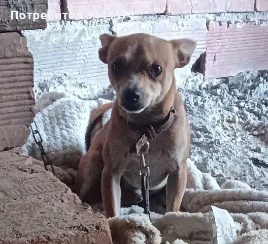 Prodavam pincher, снимка 2 - Пинчер - 55301700