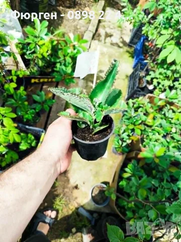Каланхое Дегремонтиана (Kalanchoe daigremontiana) – живородно сукулентно растение, снимка 4 - Разсади - 55335838