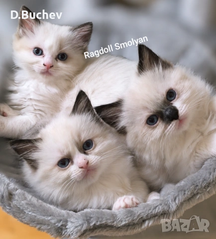 Ragdoll Cats / Регдол Котенца 