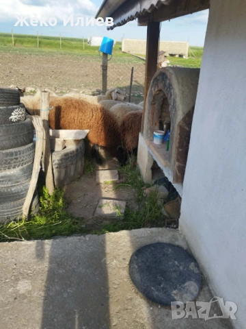 продавам коч и овца за клане