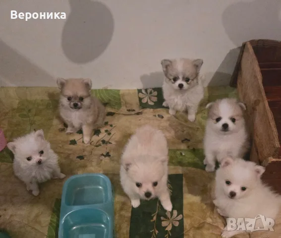 померан -мини шпиц 