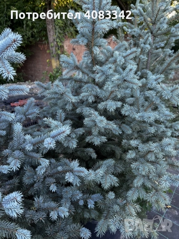 Сребрист Смърч Picea Pungens, снимка 4 - Градински цветя и растения - 55278269