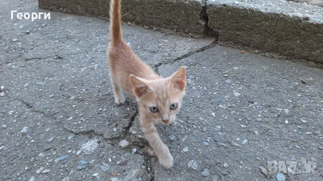 Подарявам котенца, снимка 8 - За котки - 55484335