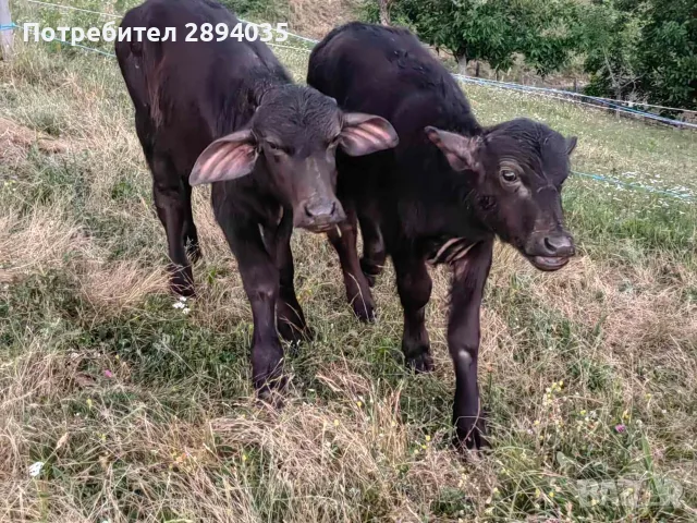 крави и телетаа, снимка 9 - Крави - 55310172