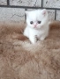Женско котенце 🐈, снимка 3