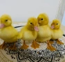 Оплодени яйца за люпене от пекински патици , снимка 3