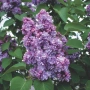 Люляк / Lilac, снимка 7