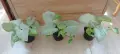 Сингониум (Syngonium) «Milky Confetti» , снимка 1