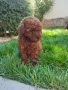Пудел Той/Poodle Toy, снимка 10