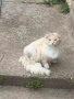Котета, снимка 6