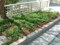 Juniperus procumbens Nana (Прокумбенс Нана, снимка 2