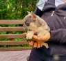 Френски булдог булдочета, снимка 14