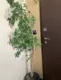 подарявам стайни цветя , снимка 4