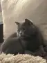 Британски сиви котенца , снимка 5