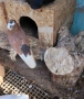 Продавам узбекски, снимка 4