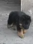 немска овчарка ...., снимка 2