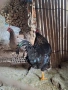 Черен Петел  за разплод , снимка 3