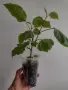 Хибискус, hibiscus apple blossom, снимка 3