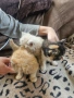 персийски котенца персийска котка , снимка 2