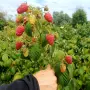Продавам Розов домат, снимка 9