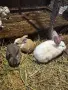 Продавам здрави зайци от породата Чинчила. Разполагам с малки, подрастващи и възрастни екземпляри, снимка 3