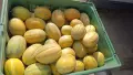 Продавам Дини и Пъпеши на Едро!, снимка 1