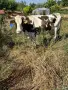 Продавам 3 Крави, снимка 2