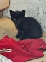Подарявам котенца , снимка 2