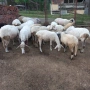 продавам 10 овце овен 3кози, снимка 1