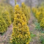 Евонимус/ Жълта крушка( зелено -жълт), снимка 8