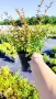 Абелия Грандифлора Прострата, Аbelia Grandiflora Prostrata!!!, снимка 9