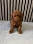 Мини Пудели / Mini Poodles, снимка 5