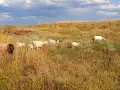 Елитни каракачански овце , снимка 5