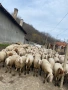 Продавам стадо овце 150бр, снимка 1