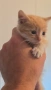 Мъжко котенце на 1 месец си търси любящо семейство, снимка 3