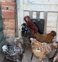 Разплодни яйца от Струмски кокошки, снимка 1