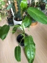 Philodendron Jose Buono , снимка 3