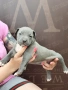 Американско Були Хл American bully Xl ABKC , снимка 15