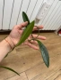 Hoya Хоя Revolubilis , снимка 1
