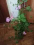 Продавам розово сакъзче , снимка 5