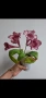 Стрептокарпус, streptocarpus DS 2166, снимка 2