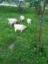 Продавам ярета, снимка 3