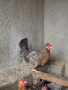 Селски кокошки ., снимка 12