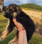 Немски овчарки, снимка 10