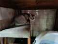 шотландско коте, снимка 3