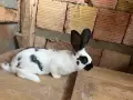 Новозеландски и Пеперуди, снимка 6
