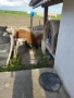 продавам коч и овца за клане, снимка 1